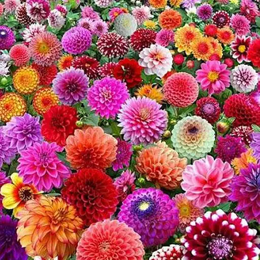 Play Flowers Wallpaper 4K APK Play Flowers Wallpaper 4K APK