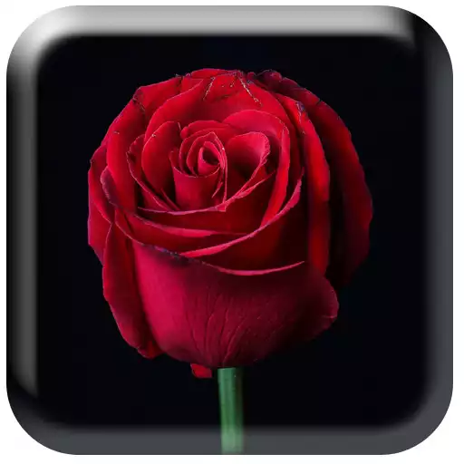 Play Flowers Wallpaper HD APK