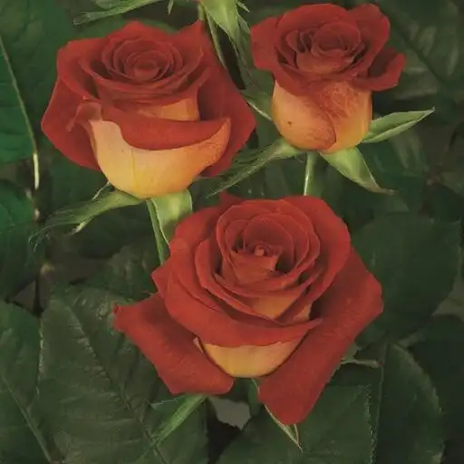 Run free android online Flowers Wallpaper APK Run free android online Flowers Wallpaper APK