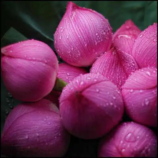 Play Flowers Wallpapers HD 2021 APK Play Flowers Wallpapers HD 2021 APK