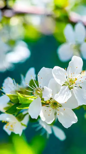Play Flowers Wallpapers HD 2021  and enjoy Flowers Wallpapers HD 2021 with UptoPlay