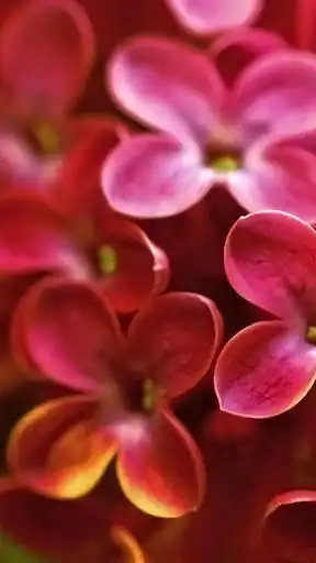 Play Flowers Wallpapers HD 2021 as an online game Flowers Wallpapers HD 2021 with UptoPlay