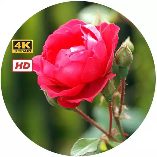 Play Flowers Wallpapers HD4K APK Play Flowers Wallpapers HD4K APK