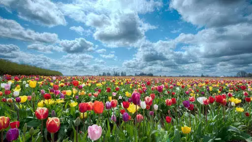 Play Flowers Wallpapers HD4K  and enjoy Flowers Wallpapers HD4K with UptoPlay