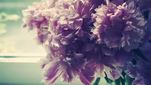 Play Flowers Wallpapers HD4K as an online game Flowers Wallpapers HD4K with UptoPlay
