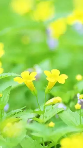 Play Flowers Wallpapers HD Offline  and enjoy Flowers Wallpapers HD Offline with UptoPlay