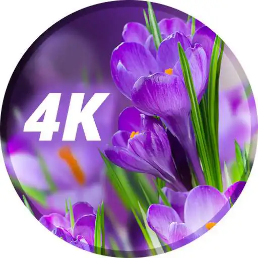 Play Flowers Wallpapers in 4K APK Play Flowers Wallpapers in 4K APK