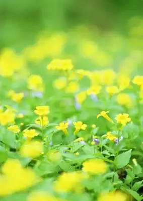 Play Flowers WNR Wallpaper