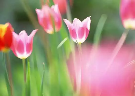 Play Flowers WNR Wallpaper