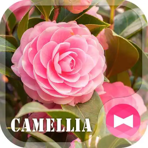 Run free android online flower Theme Camellia APK