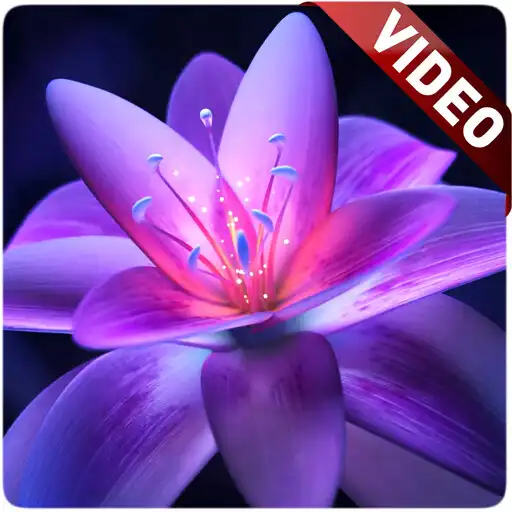 Play Flower Video Wallpaper APK Play Flower Video Wallpaper APK