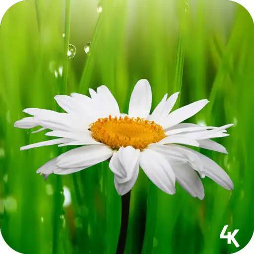 Play Flower Wallpaper 4K APK Play Flower Wallpaper 4K APK