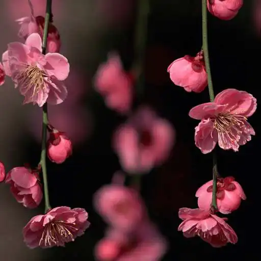 Free play online flower wallpaper free APK Free play online flower wallpaper free APK