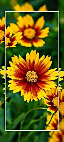 Play Flower wallpaper HD - 4K as an online game Flower wallpaper HD - 4K with UptoPlay