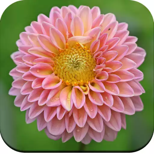 Play Flower Wallpaper HD APK Play Flower Wallpaper HD APK