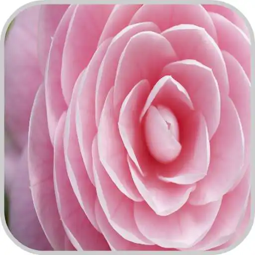 Free play online Flower Wallpaper HD Image APK Free play online Flower Wallpaper HD Image APK