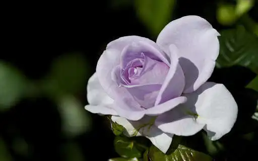 Play Flower Wallpaper HD Image