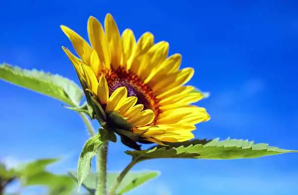 Play Flower Wallpaper HD