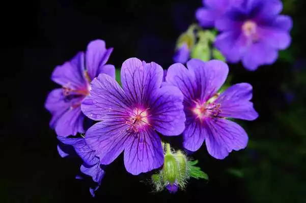 Play Flower Wallpaper HD