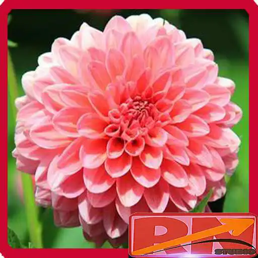Play Flower Wallpaper HQ APK Play Flower Wallpaper HQ APK