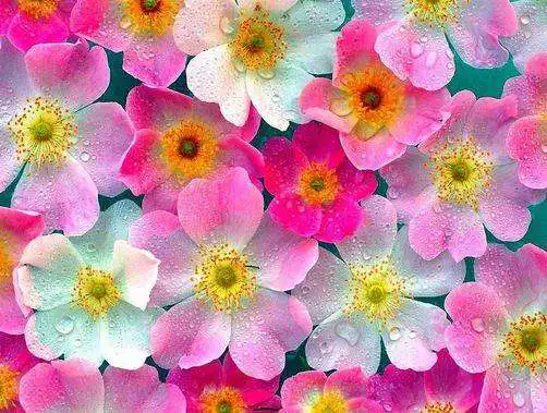 Play Flower Wallpaper HQ  and enjoy Flower Wallpaper HQ with UptoPlay