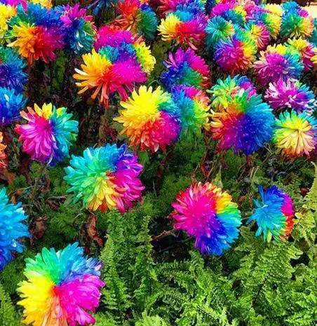 Play Flower Wallpaper HQ as an online game Flower Wallpaper HQ with UptoPlay