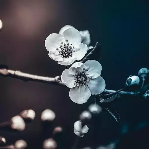 Free play online Flower wallpaper APK Free play online Flower wallpaper APK