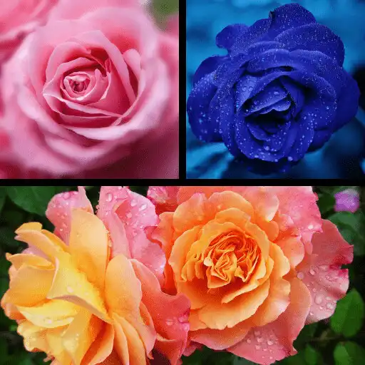 Play Flower Wallpaper - Images APK Play Flower Wallpaper - Images APK