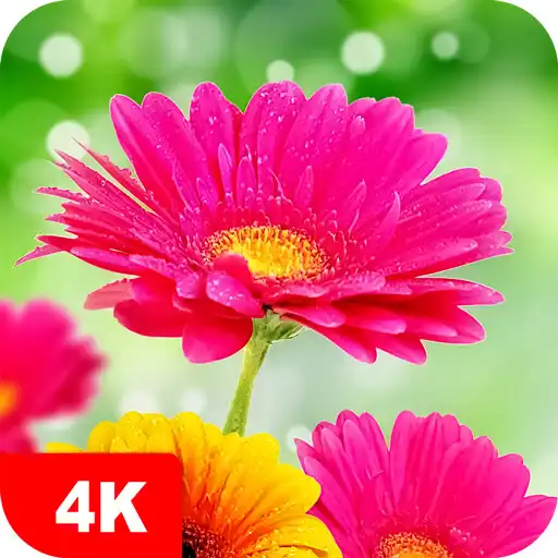 Play Flower Wallpapers 4K APK Play Flower Wallpapers 4K APK