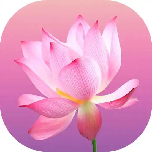 Play Flower Wallpapers and Backgrounds APK