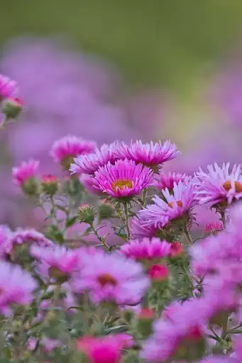 Play Flower wallpaper