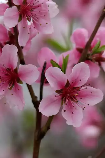 Play Flower wallpaper