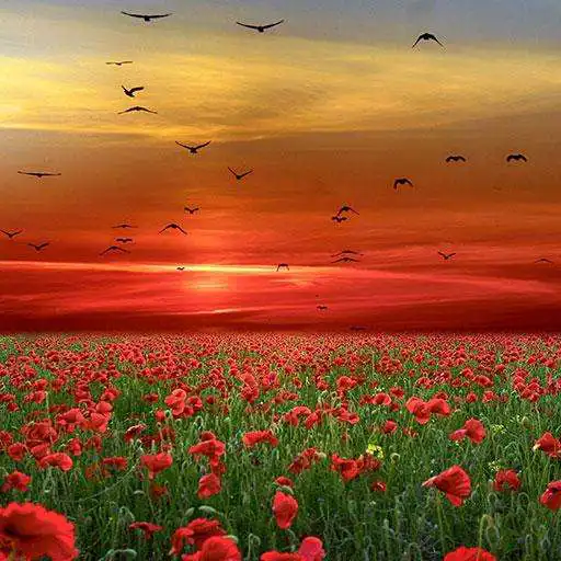 Play Flower Wallpapers Free APK Play Flower Wallpapers Free APK