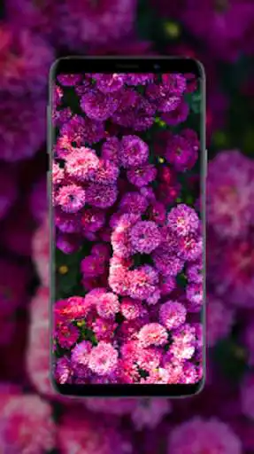 Play Flower Wallpapers - HD 4K as an online game online Flower Wallpapers - HD 4K with UptoPlay Play Flower Wallpapers - HD 4K as an online game Flower Wallpapers - HD 4K with UptoPlay