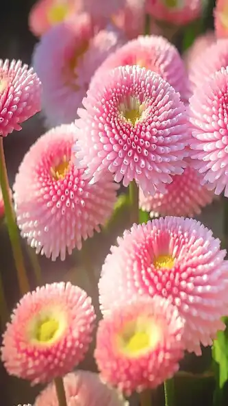 Play Flower Wallpapers HD Floral as an online game online Flower Wallpapers HD Floral with UptoPlay Play Flower Wallpapers HD Floral as an online game Flower Wallpapers HD Floral with UptoPlay