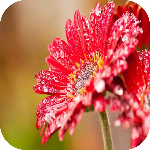 Play Flower Wallpapers APK Play Flower Wallpapers APK