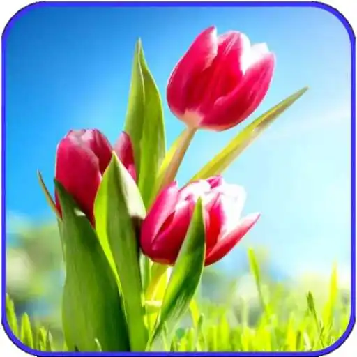 Play Flower Wallpaper Ultra HD 4K APK Play Flower Wallpaper Ultra HD 4K APK