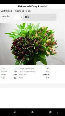 Play Flowex Play Flowex