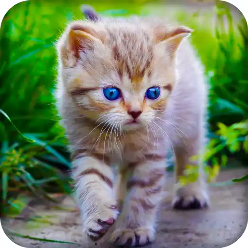 Run free android online Fluffy Kitty Live Wallpaper HD APK Run free android online Fluffy Kitty Live Wallpaper HD APK