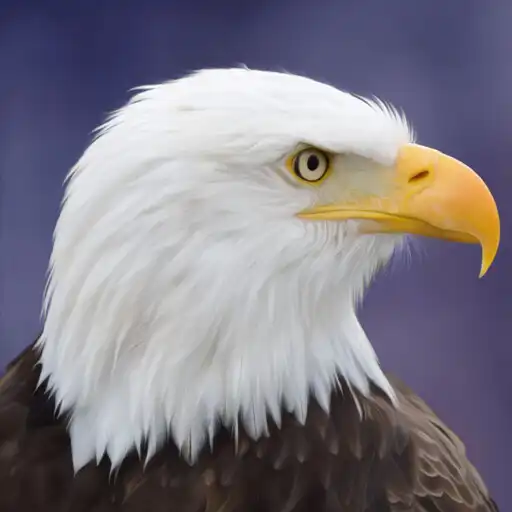 Play Flying Bird Eagle Simulator 3D APK