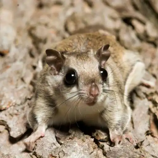 Play Flying Squirrel Wallpaper APK
