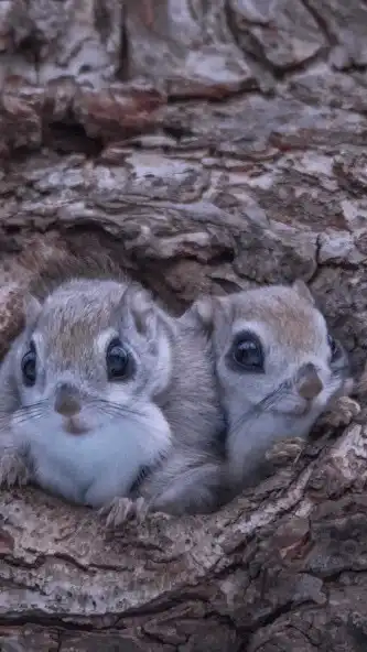 Play Flying Squirrel Wallpaper and enjoy Flying Squirrel Wallpaper with UptoPlay Play Flying Squirrel Wallpaper and enjoy Flying Squirrel Wallpaper with UptoPlay