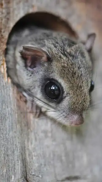 Play Flying Squirrel Wallpaper as an online game online Flying Squirrel Wallpaper with UptoPlay Play Flying Squirrel Wallpaper as an online game Flying Squirrel Wallpaper with UptoPlay