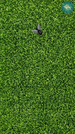 Play Fly on the screen - a game for the cat