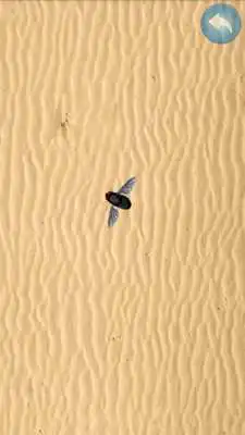 Play Fly on the screen - a game for the cat