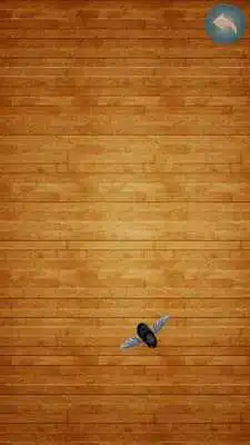 Play Fly on the screen - a game for the cat