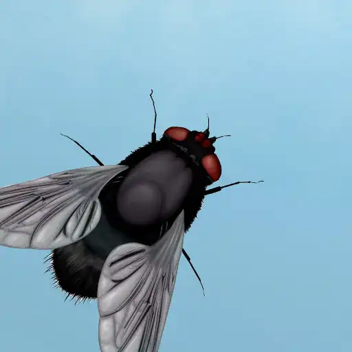 Play Fly on the screen APK Play Fly on the screen APK