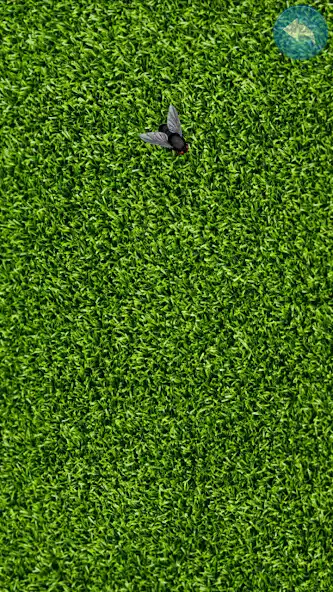 Play Fly on the screen as an online game Fly on the screen with UptoPlay
