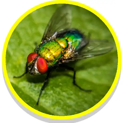 Play Fly Sounds APK Play Fly Sounds APK