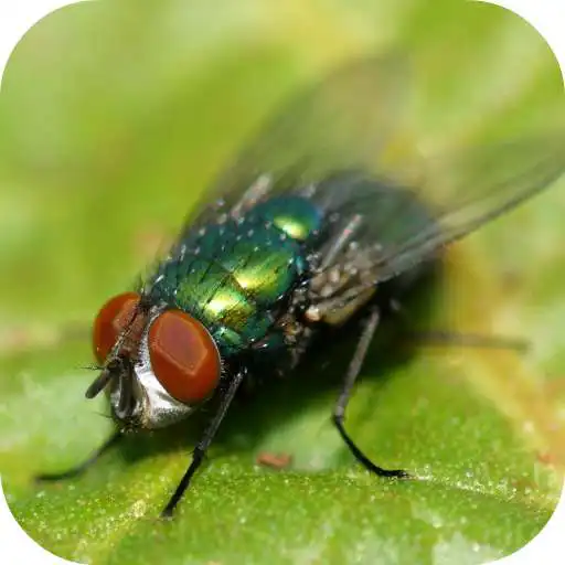 Play Fly Sounds Prank APK